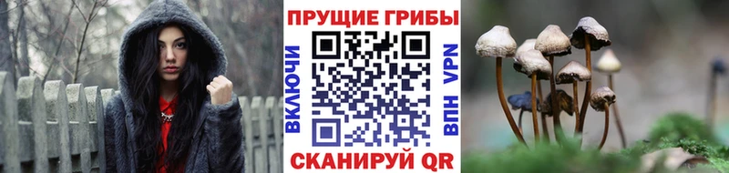 Псилоцибиновые грибы прущие грибы  Купить где  Топки 